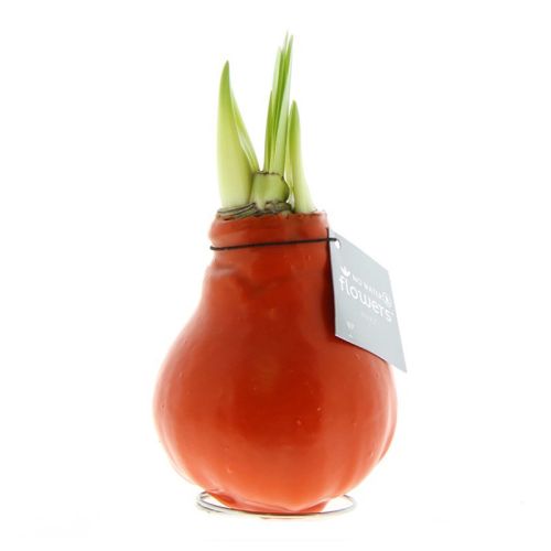 Amaryllis bulb in gift box - Image 20
